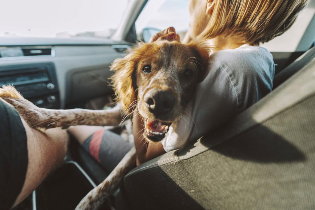Spain fines 2 million euros for unsafe pet trips