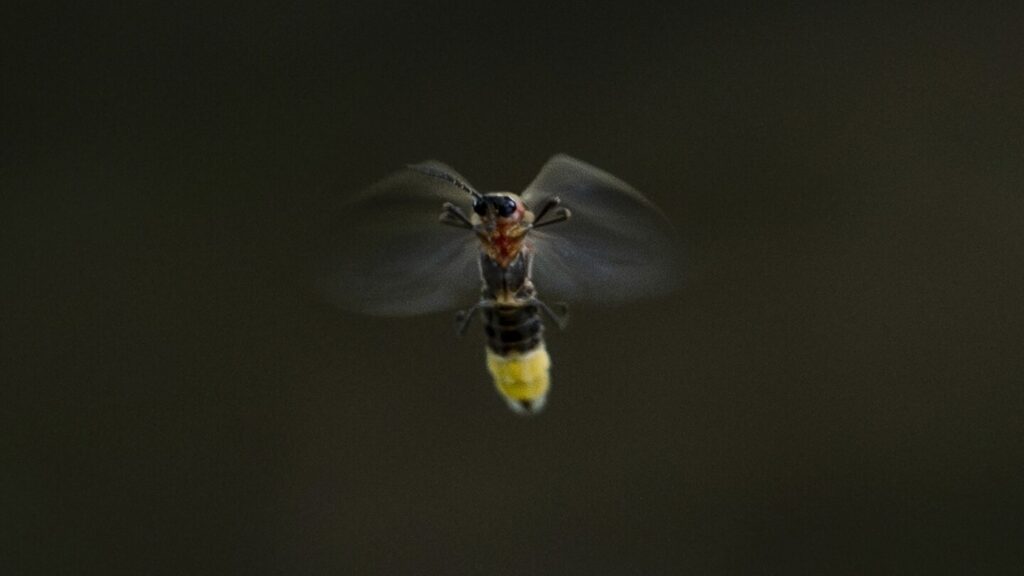 Fireflies illuminate the summer sky. However, the number of sparkling insects is still decreasing