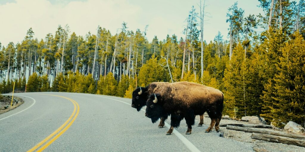 What should I do to see wildlife in a national park?