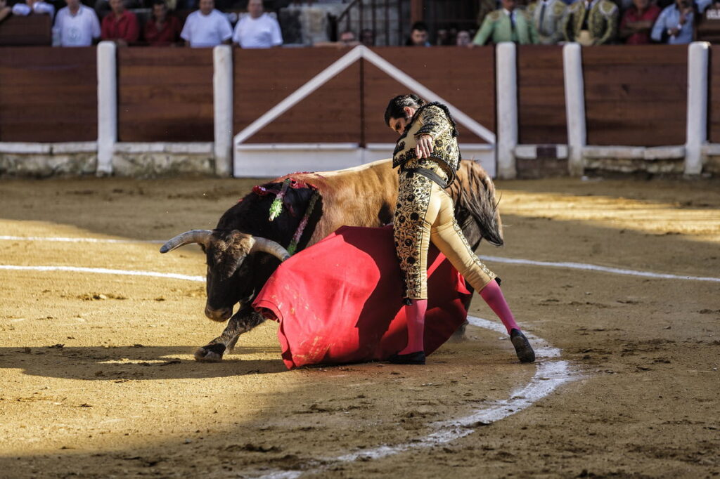 Bullfighting to allow attendees has returned to Parma